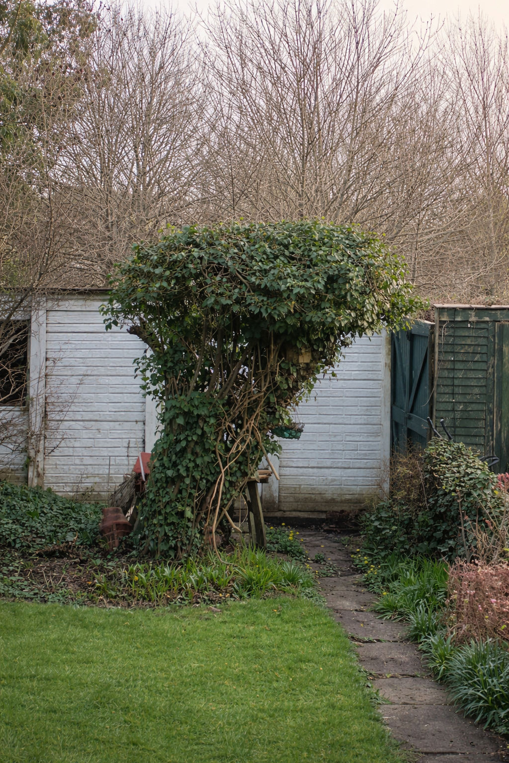 Daniel’s Tree Service work sample 8