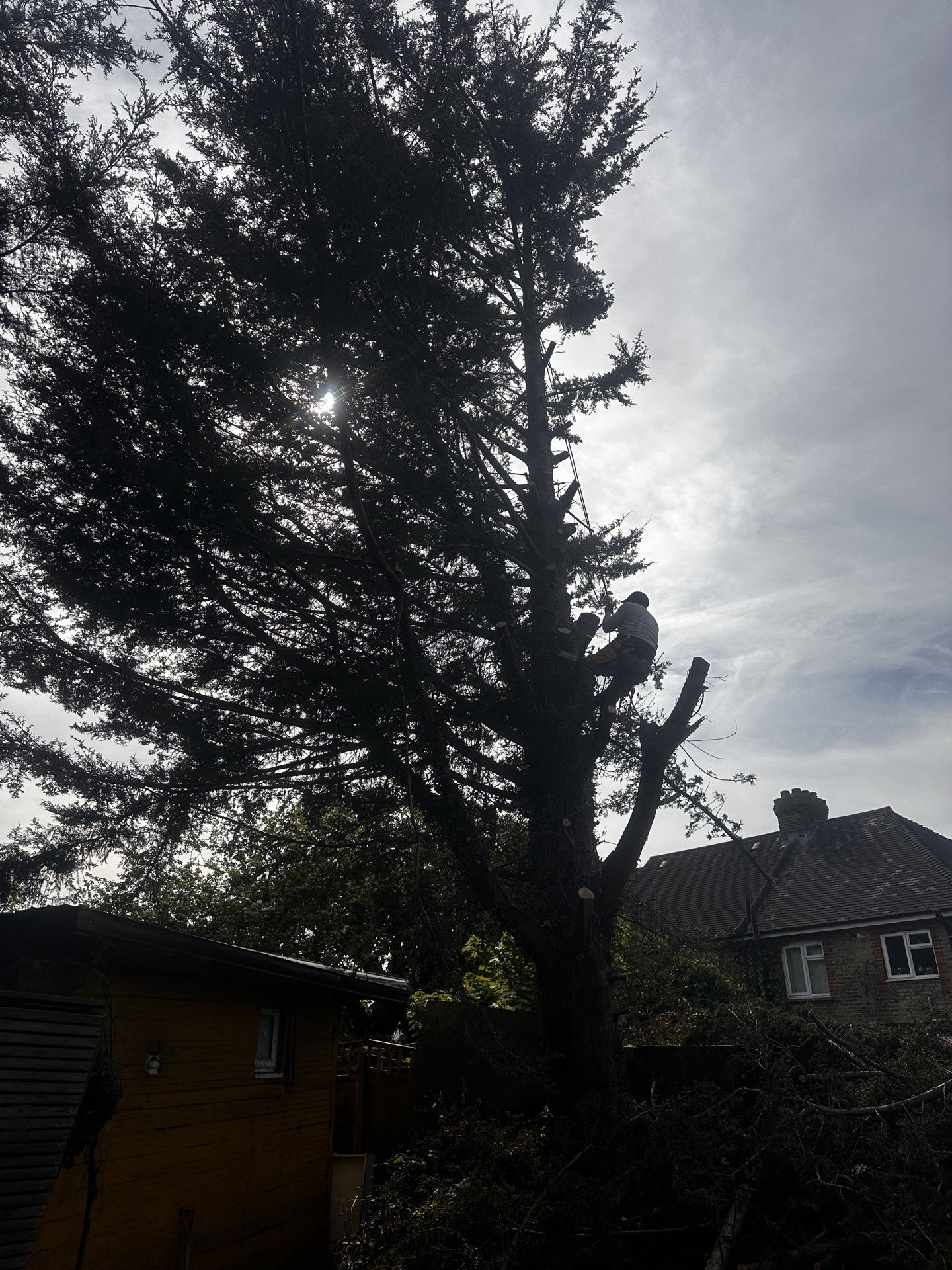 Daniel’s Tree Service work sample 6